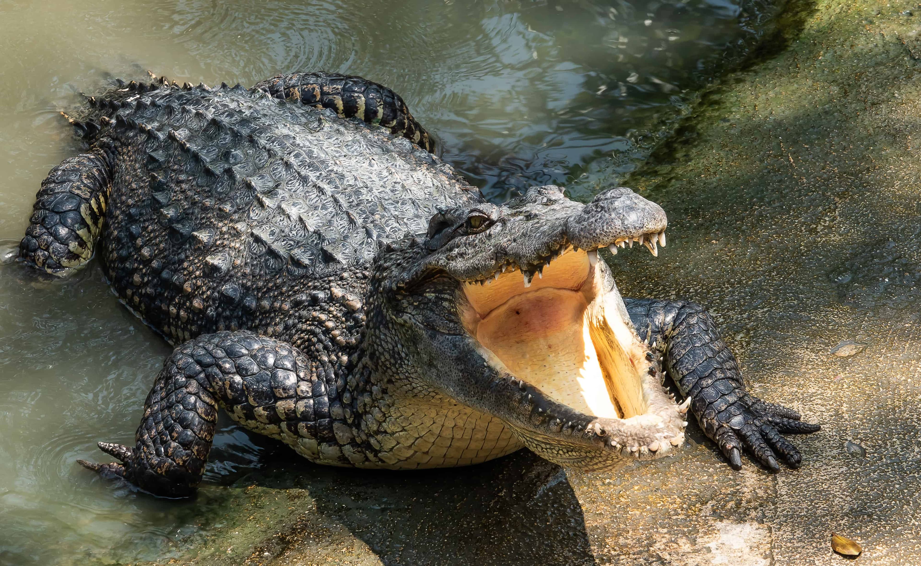 Human remains discovered inside a crocodile during the search for a missing man.