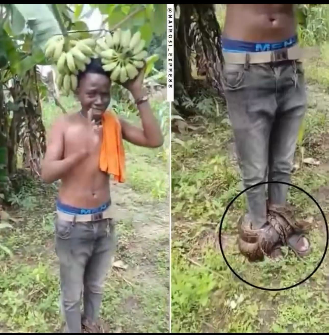 WATCH: Man Allegedly Trapped by Giant Snake After BanaTheft on “Witchcraft-Protected” Farm in Tanzania